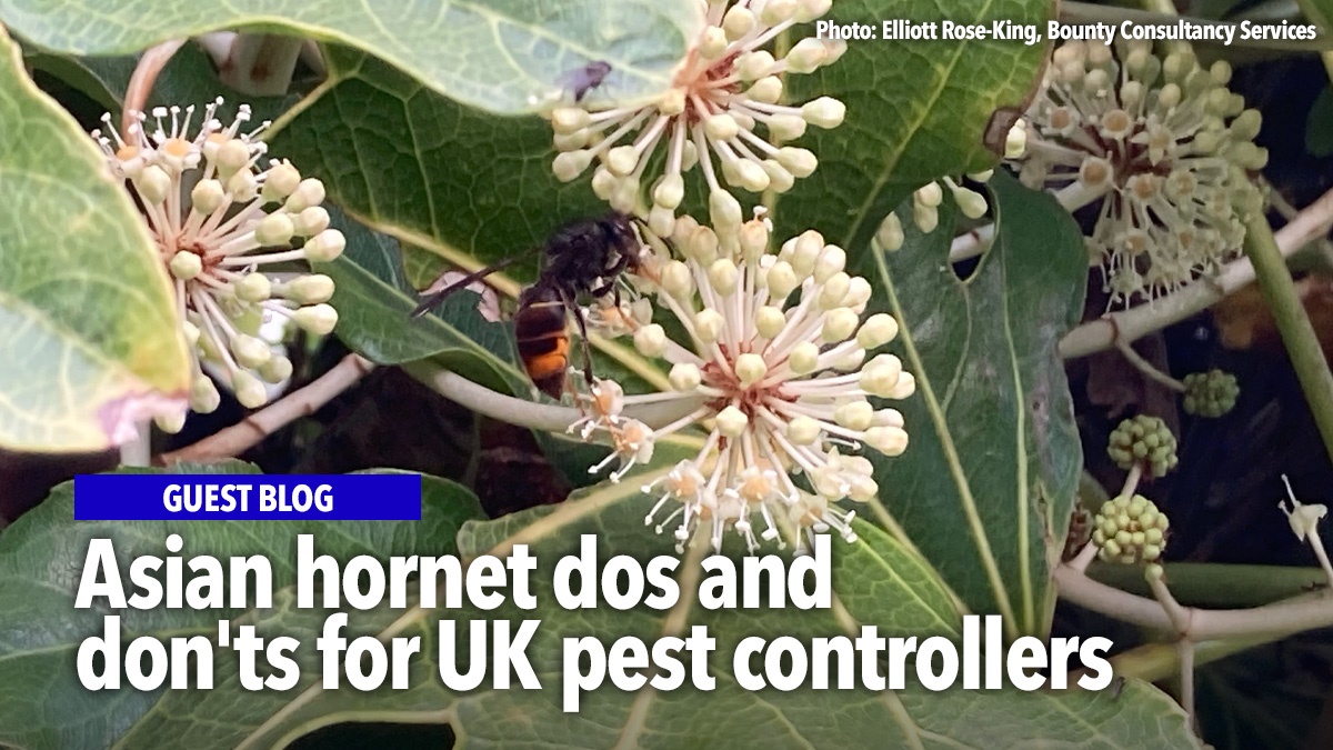 asian-hornet-dos-and-donts-for-pest-controllers-hero